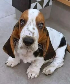 Basset Hound Puppies For Sale Near Me