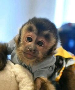 Capuchin Monkey Pet