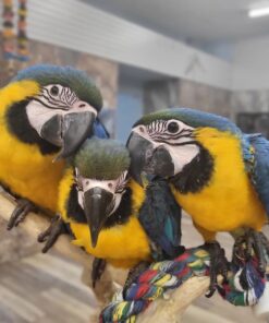 Blue and Gold Macaw-Blue And Gold Macaw For Sale-Macaw Parrot