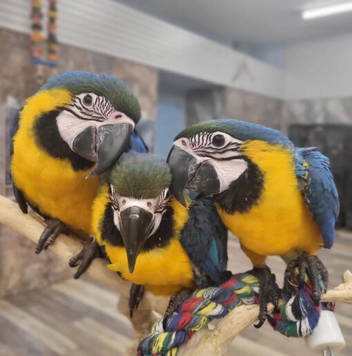 Blue and Gold Macaw-Blue And Gold Macaw For Sale-Macaw Parrot