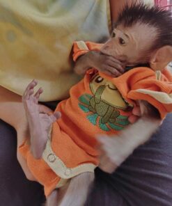 Macaque Monkey-Rhesus Macaque Monkey