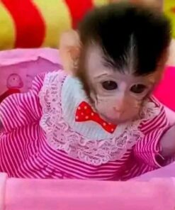 Macaque Monkeys For Sale – Exotic Pets for Sale