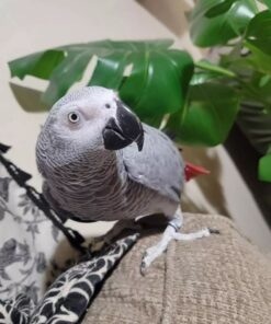 African Grey Parrot-African Grey Parrot For Sale