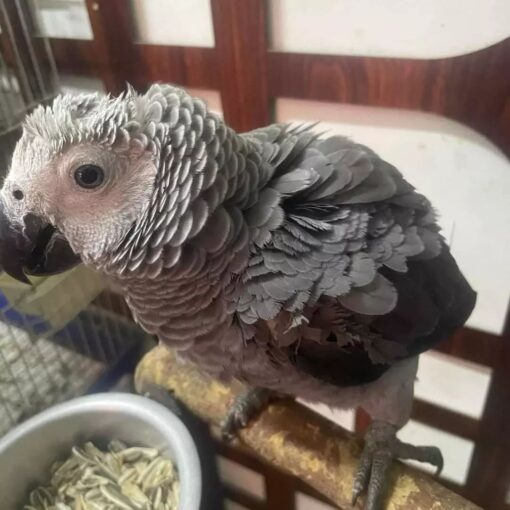 African Grey Parrot For Sale-African Grey Parrot Price
