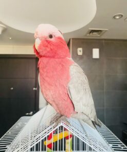 Galah Cockatoo-Galah Cockatoo For Sale-Galah Cockatoo For Sale Near Me