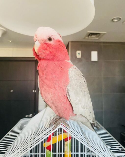 Galah Cockatoo-Galah Cockatoo For Sale-Galah Cockatoo For Sale Near Me