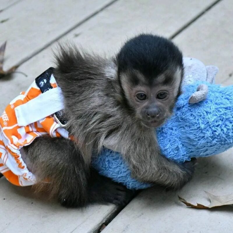 Meet the Capuchin Monkey