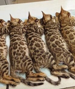 Bengal Kitten-Bengal Kitten For Sale-Bengal Cat Kitten- Bengal Kitten Price-Bengal Kitten For Sale Near Me