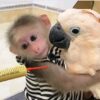 Macaque Monkey For Adoption