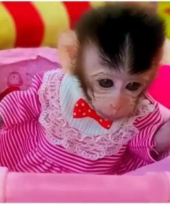 Macaque Monkeys For Sale