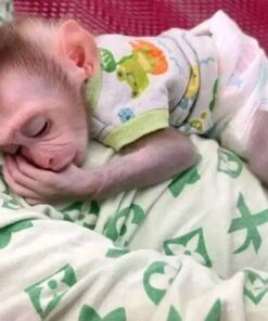 Macaque Baby Monkey