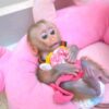 Pigtail macaque monkey for sale Texas
