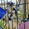 Ringtail Lemur for sale