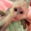 White Faced capuchin monkey for sale