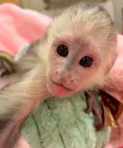 White Faced capuchin monkey for sale